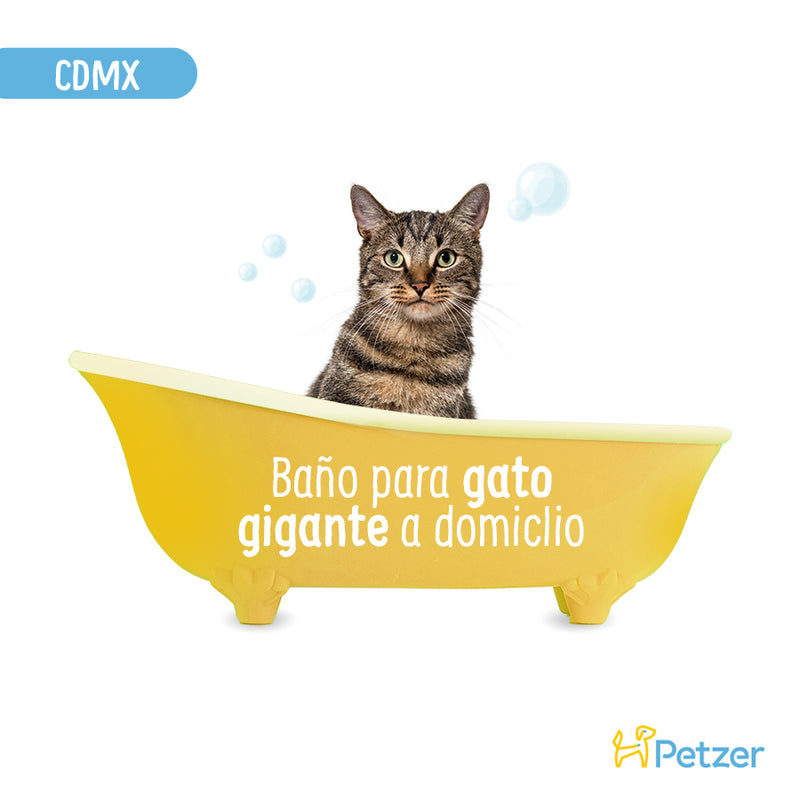 Baño a Domicilio para Gato Gigante de Pelo Corto CDMX | Servicio de estética a domicilio para mascotas | Petzer