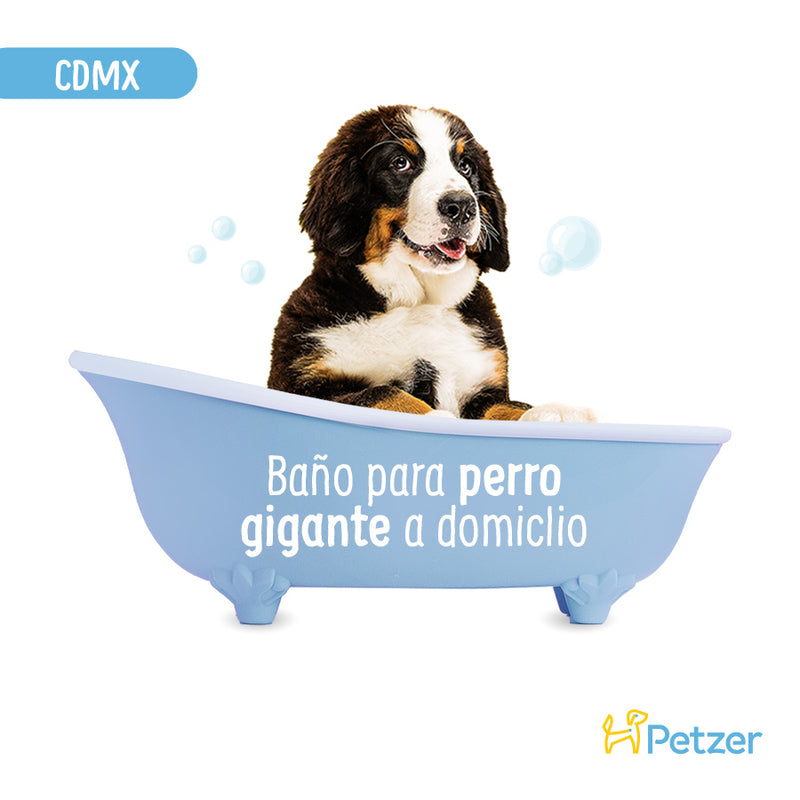 Baño a Domicilio para Perro Gigante de Pelo Corto CDMX | Estética a domicilio para mascotas | Petzer