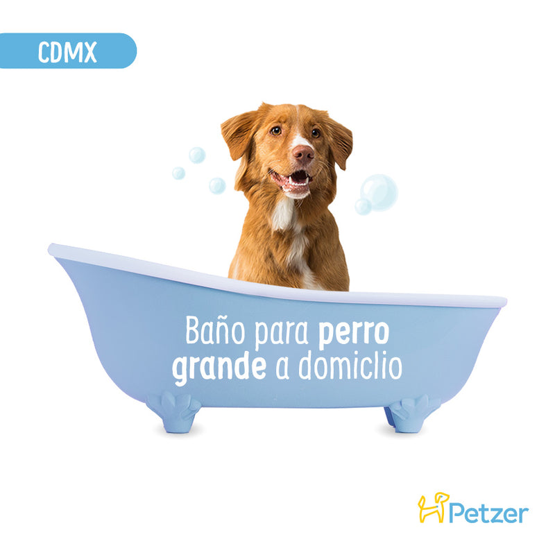 Baño a Domicilio para Perro Grande de Pelo Corto CDMX | Estilistas para mascotas a domicilio | Petzer