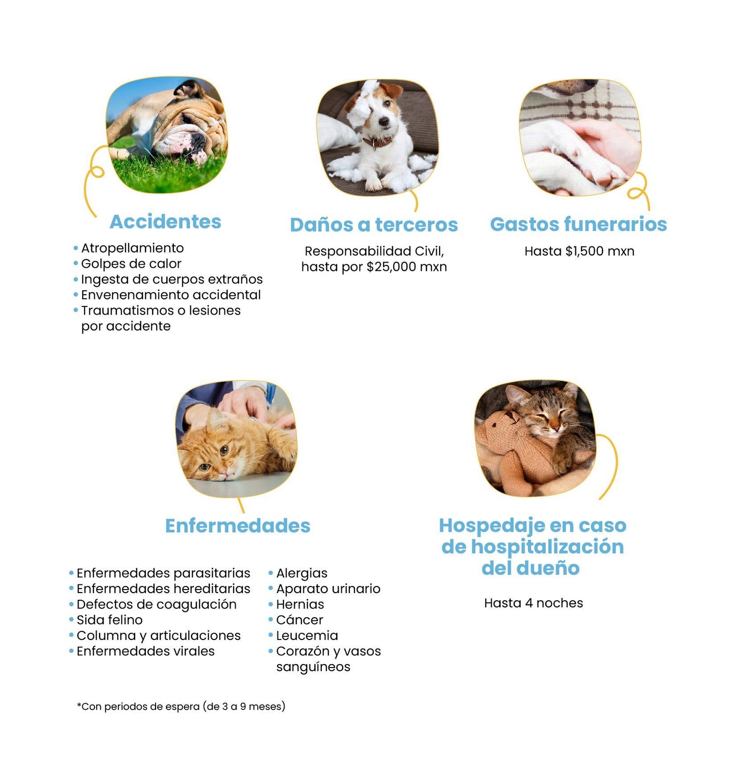 Seguro para Gato Petzer | Seguro para Mascotas | Petzer