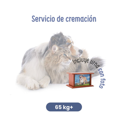 Servicios Funerarios para Mascotas |  Servicio de Cremación | Petzer