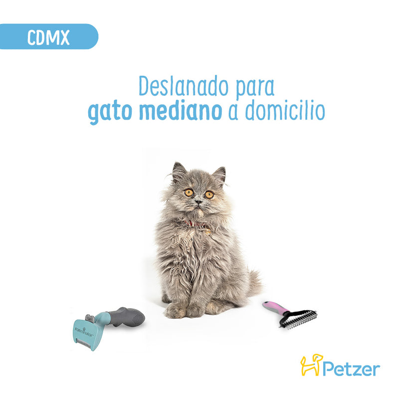 Baño y Deslanado a Domicilio para Gato Mediano | Servicios de estética a domicilio para mascotas | Petzer