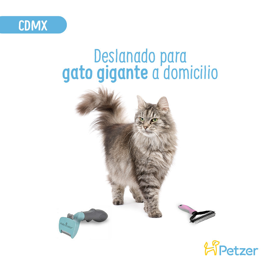 Baño y Deslanado a Domicilio para Gato Gigante | Servicios de estética a domicilio para mascotas | Petzer