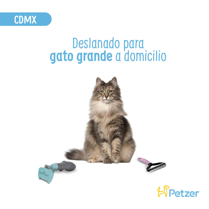 Baño y Deslanado a Domicilio para Gato Grande | CDMX