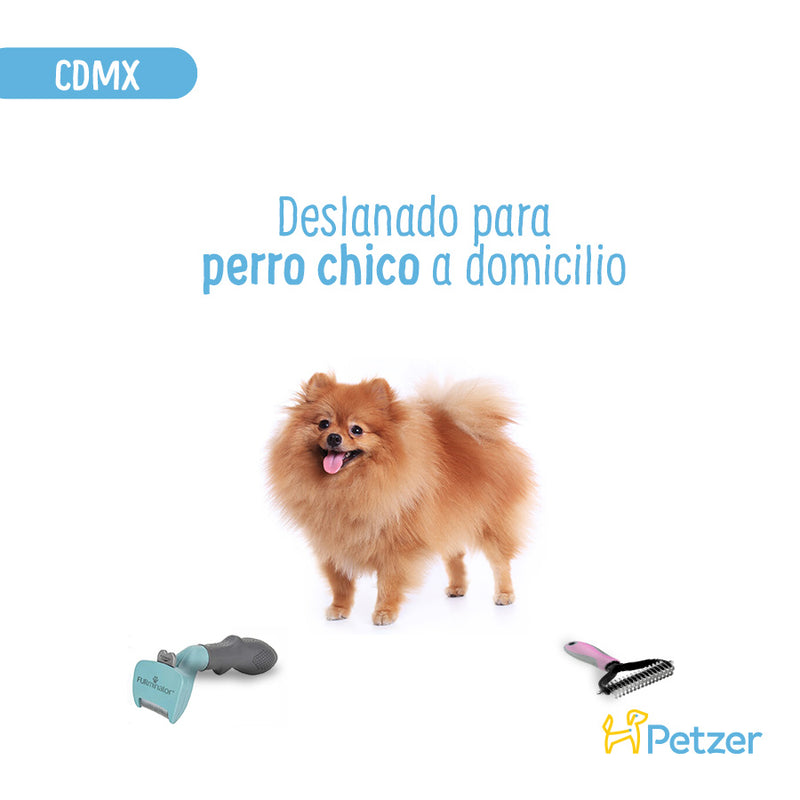 Baño y Deslanado a Domicilio para Perro Chico | Servicios de estética a domicilio para mascotas | Petzer