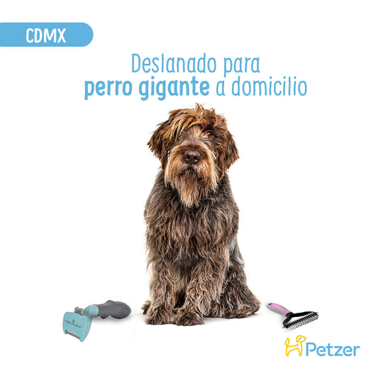 Baño y Deslanado a Domicilio para Perro Gigante | Servicios de estética a domicilio para mascotas | Petzer