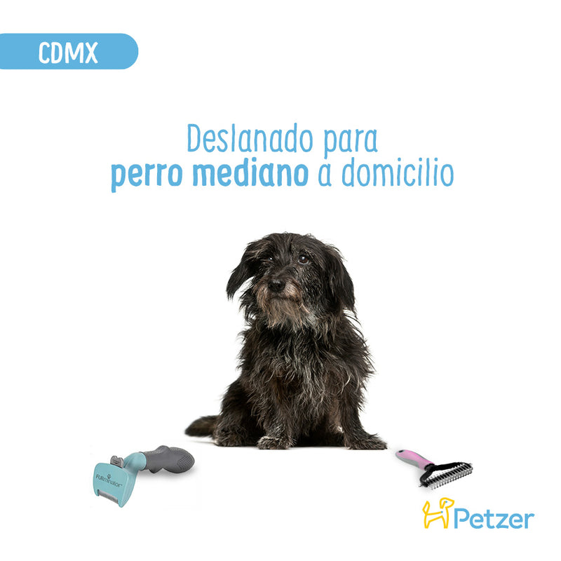 Baño y Deslanado a Domicilio para Perro Mediano | Servicios de estética a domicilio para mascotas | Petzer