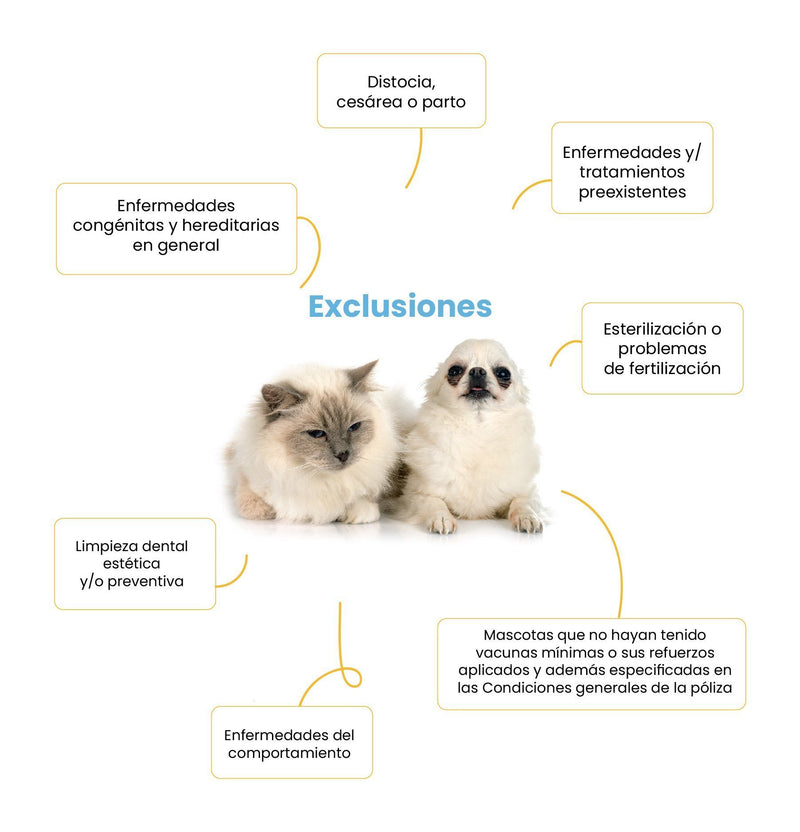 Membresía VIP Petzer ALFA para Perros Medianos | Membresías para mascotas | Petzer