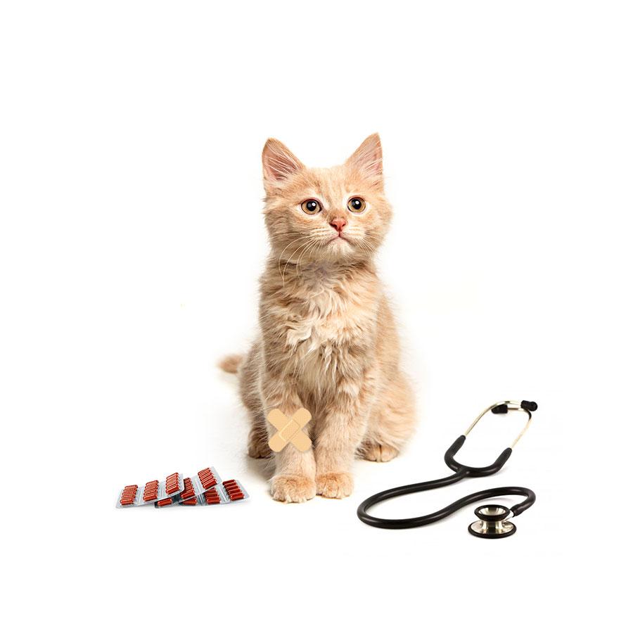 Membresía Care Petzer ALFA para Gatos | Membresía para mascotas | Petzer