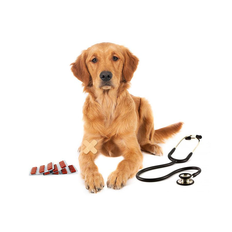 Membresía Care Petzer ALFA para Perros Grandes | Membresía para mascotas | Petzer
