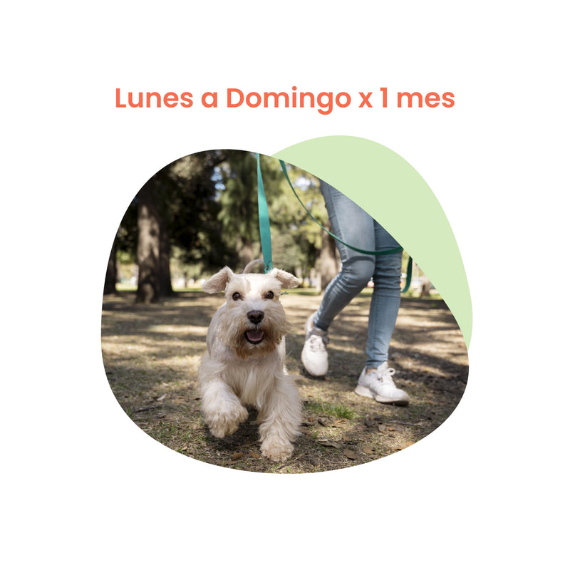 Paseos para Perro por 1 hora de Lunes a Domingo x 1 Mes | Paseos para Perros CDMX | Petzer