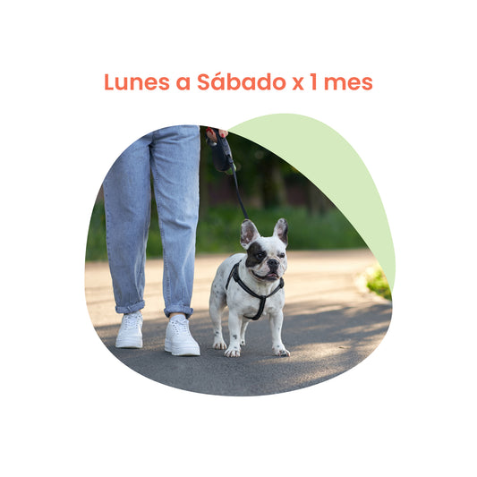 Paseos para Perro (1hr) Lunes-Sábado  x 1 Mes | Paseos para perros CDMX | Petzer