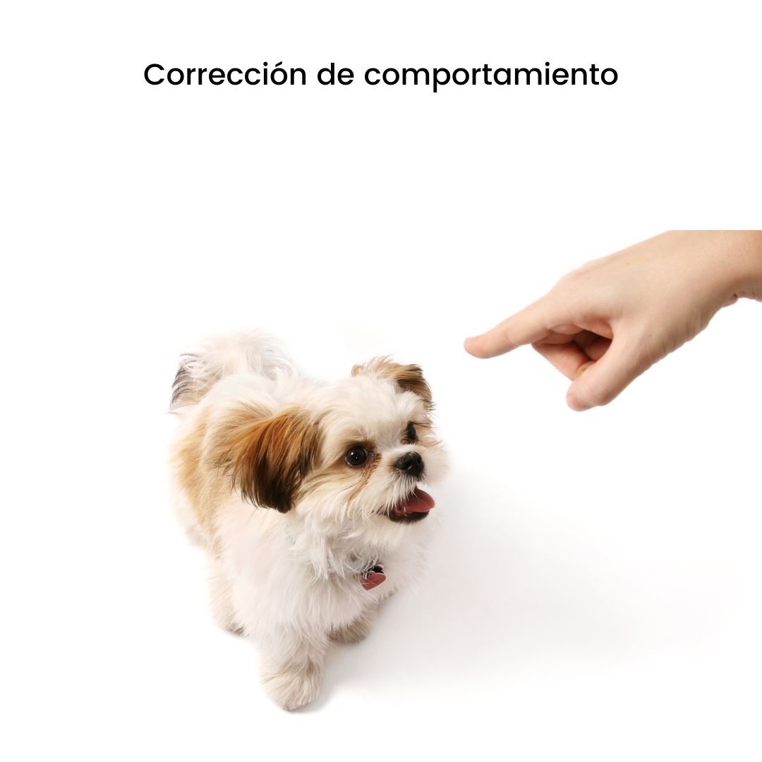 Entrenamiento Intermedio de Adiestramiento para Perros y Gatos a Domicilio en CDMX | 7 sesiones |Adiestradores & Etólogos | Petzer