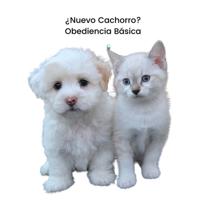 Entrenamiento Intermedio de Adiestramiento para Perros y Gatos a Domicilio en CDMX | 7 sesiones |Adiestradores & Etólogos | Petzer