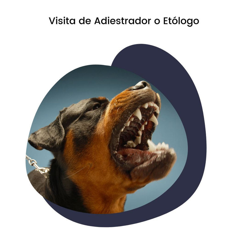 Entrenamiento Avanzado de Adiestramiento para Perros y Gatos a Domicilio en CDMX | 10 sesiones | Adiestradores & Etólogos | Petzer